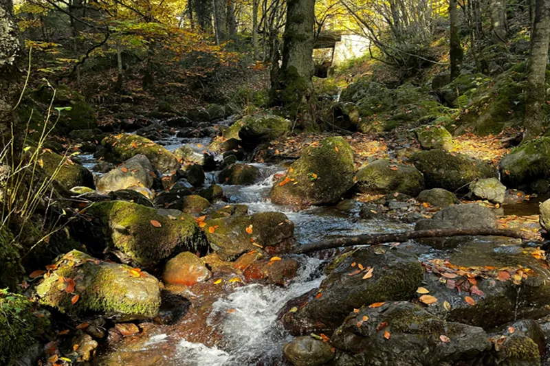 At last: a way to cure backpain and help short people cross a stream